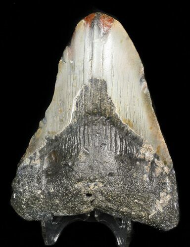 Bargain Megalodon Tooth - North Carolina #45532